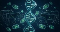 Genes de resistência antimicrobiana em bactérias de animais de criação detectados por NGS